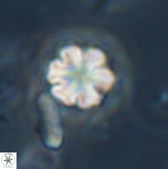 Discoaster leios 30179