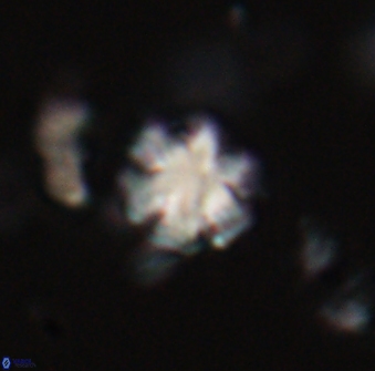 Discoaster leios 30172