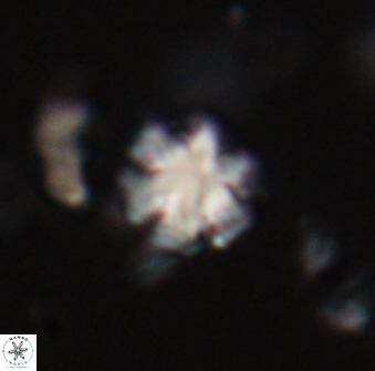 Discoaster leios 30172