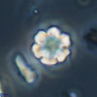 Discoaster leios 30173