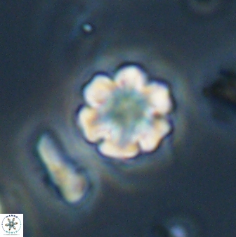 Discoaster leios 30173