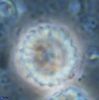 Discoaster lenticularis 42948
