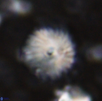 Discoaster lenticularis 42951