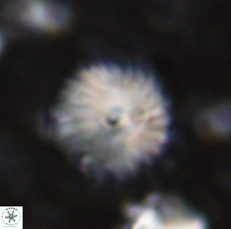 Discoaster lenticularis 42951