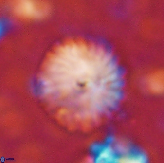 Discoaster lenticularis 42952