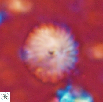 Discoaster lenticularis 42952