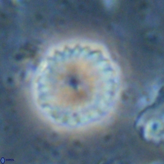 Discoaster lenticularis 43055