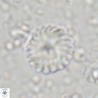 Discoaster lenticularis 43057