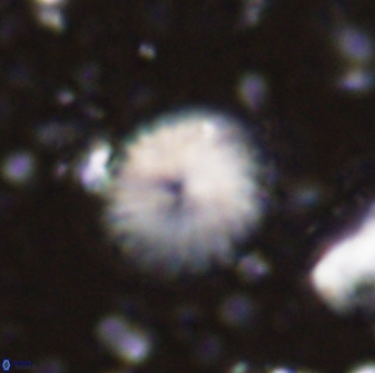 Discoaster lenticularis 43058