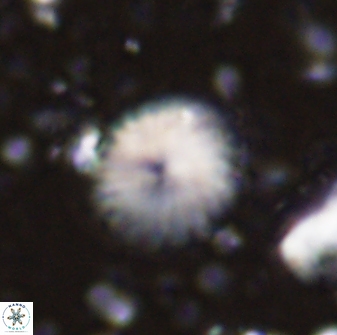 Discoaster lenticularis 43058