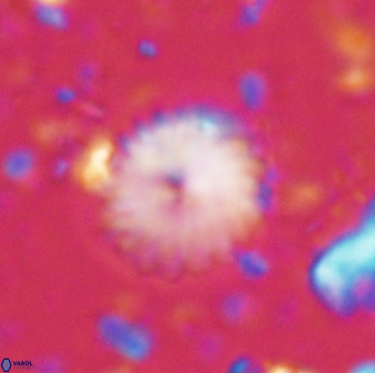Discoaster lenticularis 43059