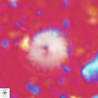 Discoaster lenticularis 43059