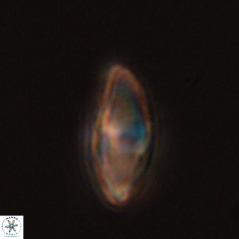 Discoaster lenticularis 57920
