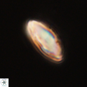 Discoaster lenticularis 57921