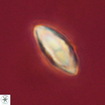 Discoaster lenticularis 57922