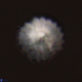 Discoaster lenticularis 57924