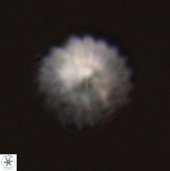 Discoaster lenticularis 57924