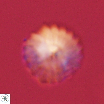 Discoaster lenticularis 57925