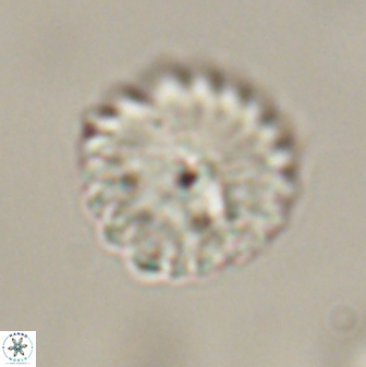 Discoaster lenticularis 57927