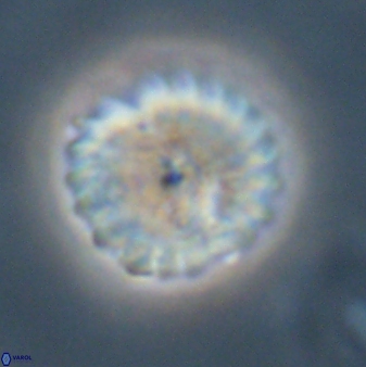 Discoaster lenticularis 57929