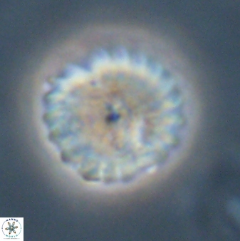 Discoaster lenticularis 57929
