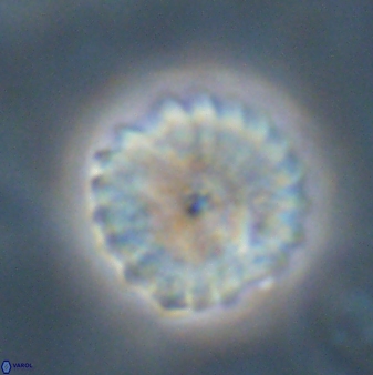 Discoaster lenticularis 57930