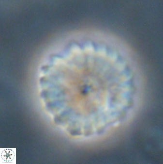 Discoaster lenticularis 57930