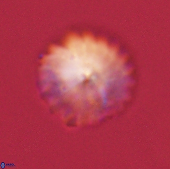 Discoaster lenticularis 57931