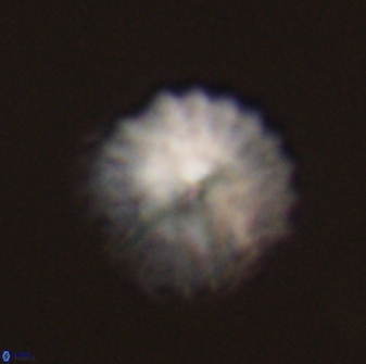 Discoaster lenticularis 57932