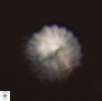Discoaster lenticularis 57932