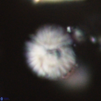 Discoaster lenticularis 65001