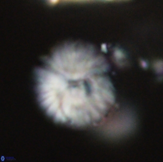 Discoaster lenticularis 65003