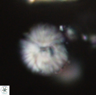 Discoaster lenticularis 65003