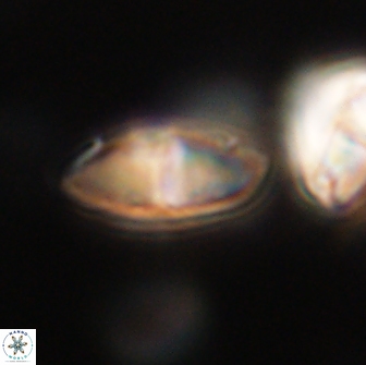 Discoaster lenticularis 65007
