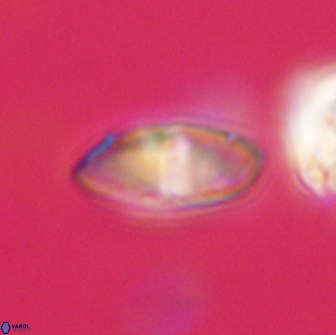 Discoaster lenticularis 65008