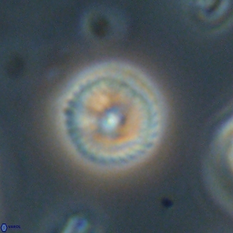 Discoaster lenticularis 67040