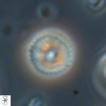 Discoaster lenticularis 67040