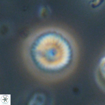 Discoaster lenticularis 67041