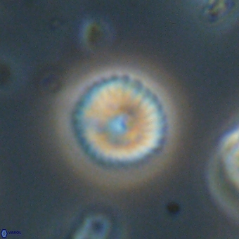 Discoaster lenticularis 67042