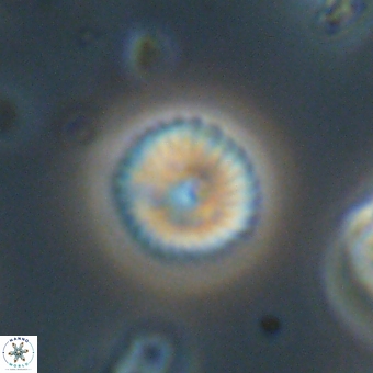 Discoaster lenticularis 67042