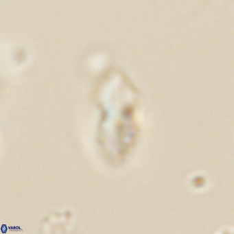 Discoaster lenticularis 67050