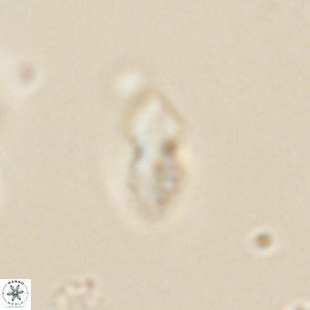Discoaster lenticularis 67050