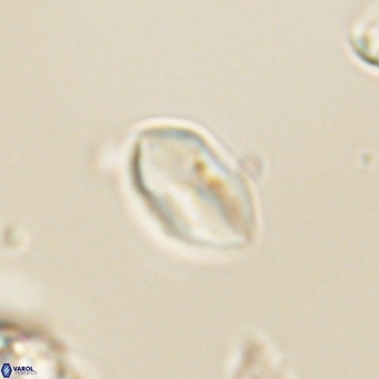 Discoaster lenticularis 67051