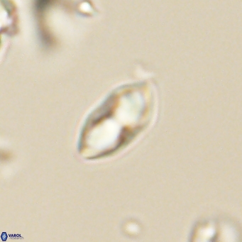 Discoaster lenticularis 67052