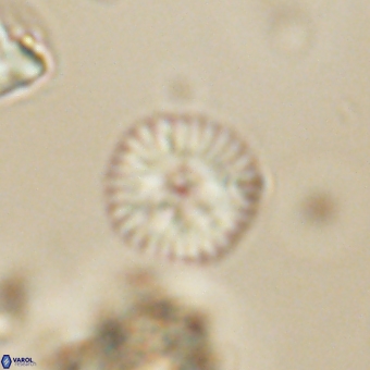 Discoaster lenticularis 67053