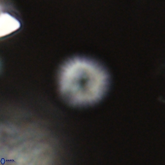 Discoaster lenticularis 67057