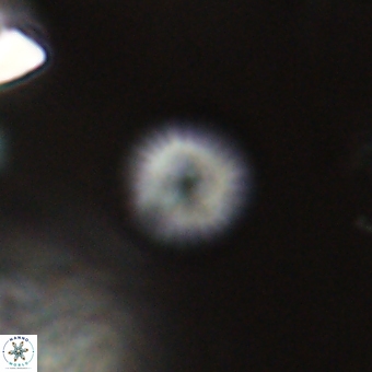 Discoaster lenticularis 67057