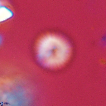 Discoaster lenticularis 67058