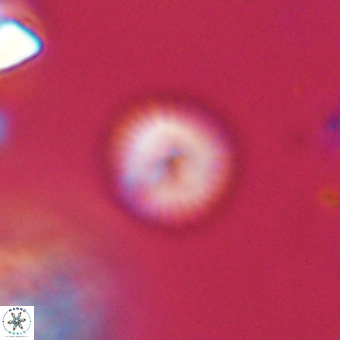 Discoaster lenticularis 67058