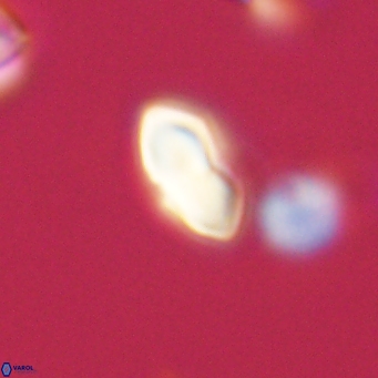 Discoaster lenticularis 67059
